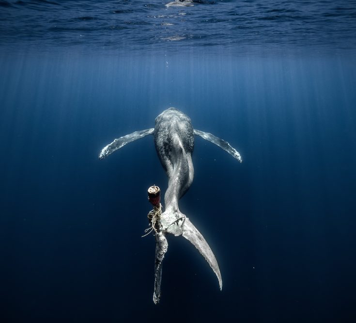 3rd place The Ocean Photographer of the Year 2023