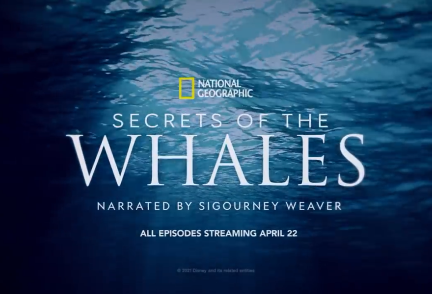 Secrets of the Whales1